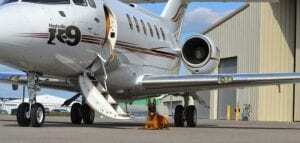 nashville-k9-slider-690x328