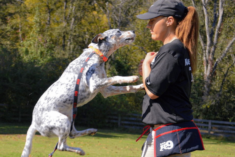 dog jump photo dog jump photo