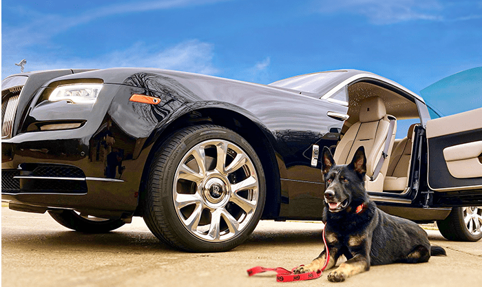 elite dog bg elite dog bg