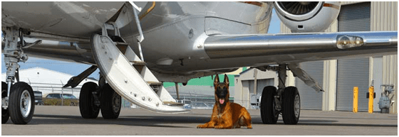 executive protection executive protection